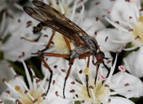 Empis variegata