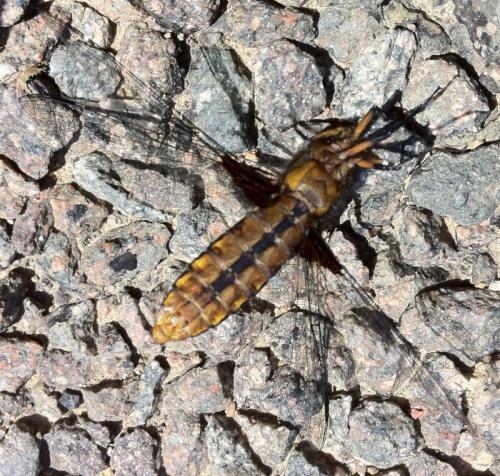 Libellula depressa