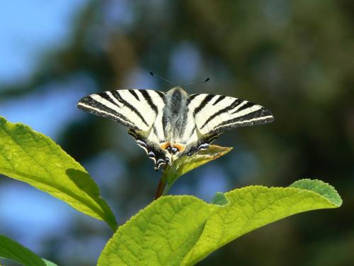 Réf. 85 661 : Iphiclides podalirius