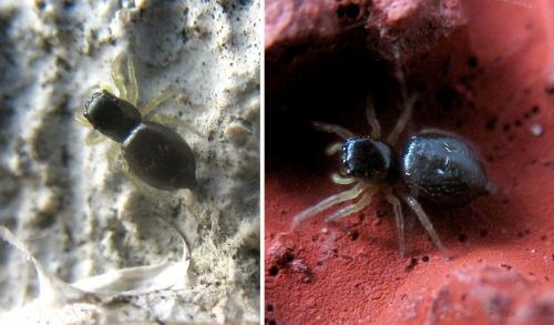 Heliophanus sp.