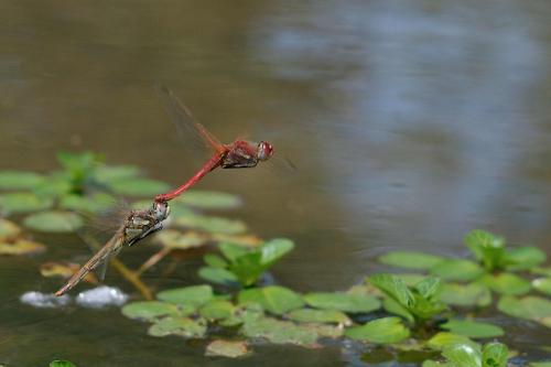 Sympetrum fonscolombii
