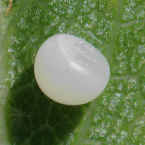Iphiclides podalirius