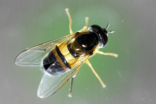 Epistrophe eligans