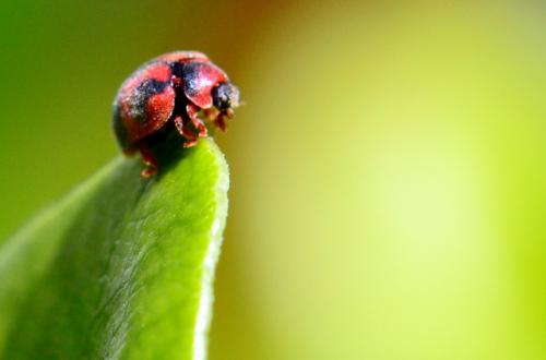 Novius cardinalis