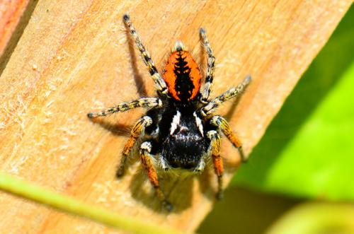 Philaeus chrysops