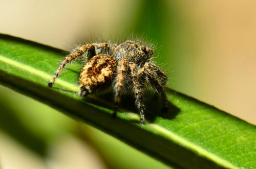 Philaeus chrysops