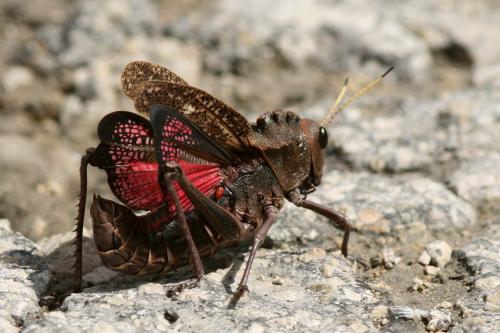 Taeniopoda sp.