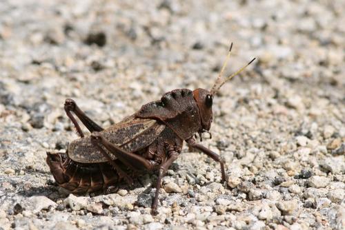 Taeniopoda sp.