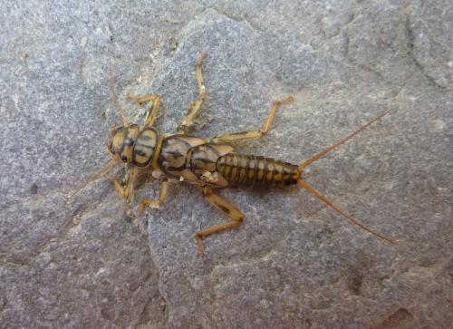 Réf. 85 511 : Perla marginata