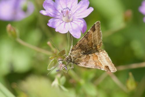 Euclidia glyphica