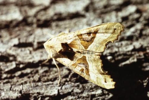 Phlogophora meticulosa