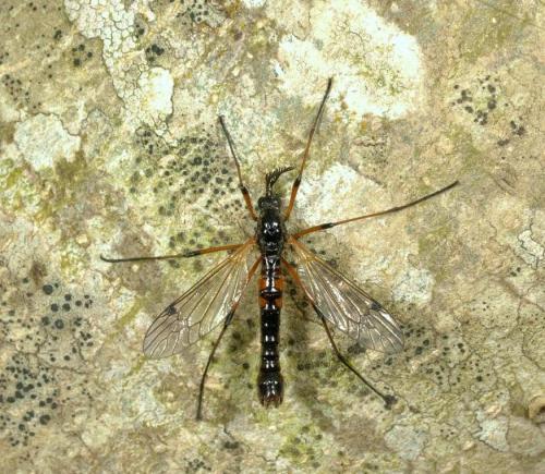 Tanyptera nigricornis