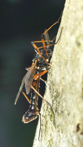 Tanyptera nigricornis