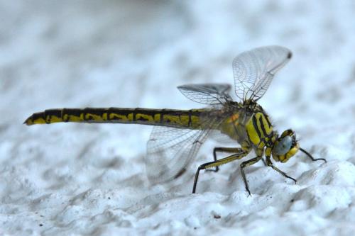 Réf. 85 302 : Gomphus simillimus