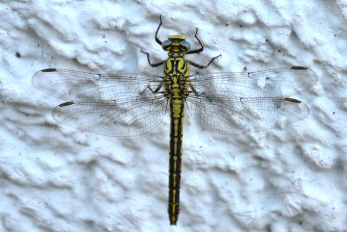 Réf. 85 293 : Gomphus simillimus
