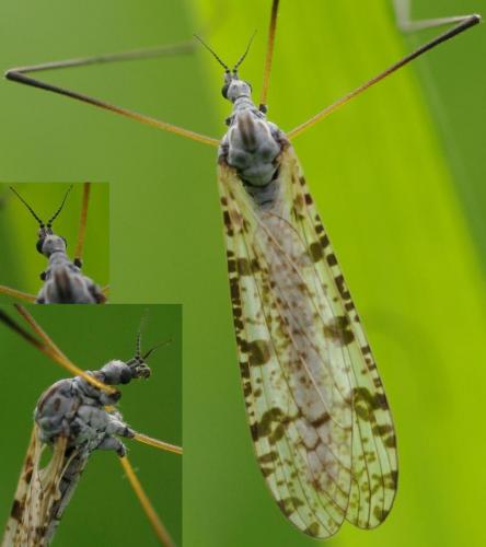 Limnophila schranki