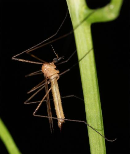 Réf. 85 253 : Limonia phragmitidis