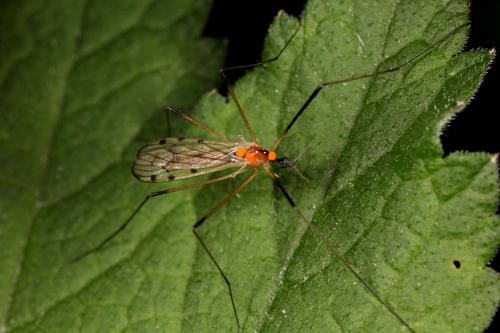 Réf. 85 255 : Limonia nigropunctata