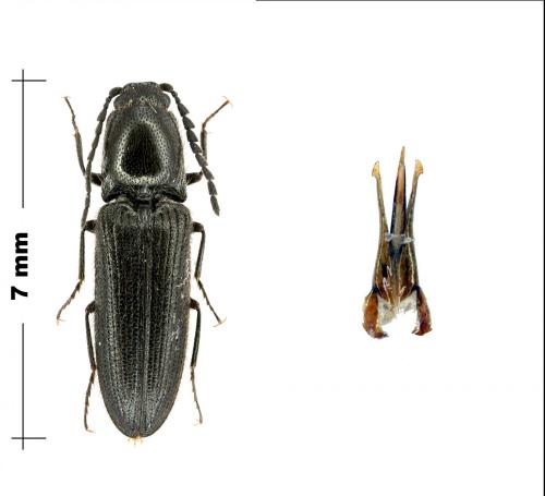 Limonius poneli