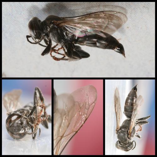 Réf. 85 886 : Tachysphex unicolor