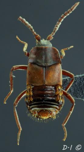 Lomechusa emarginata