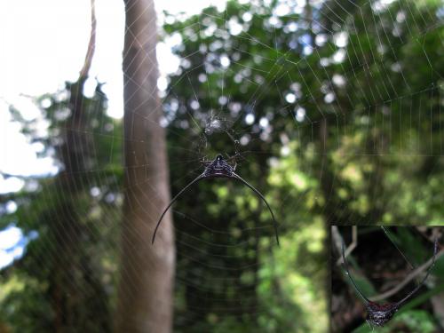 Réf. 85 692 : Macracantha arcuata