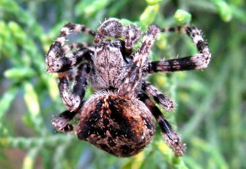 Araneus angulatus