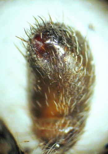 Araneus angulatus
