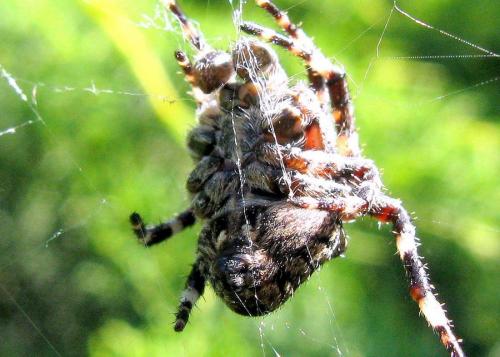 Araneus angulatus