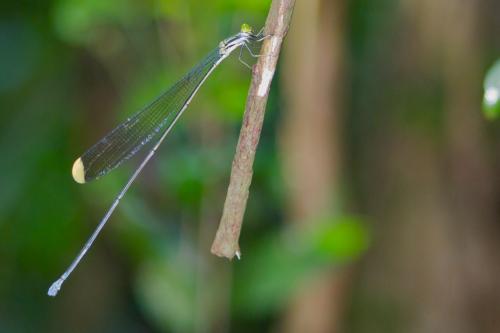 Réf. 85 420 : Mecistogaster linearis