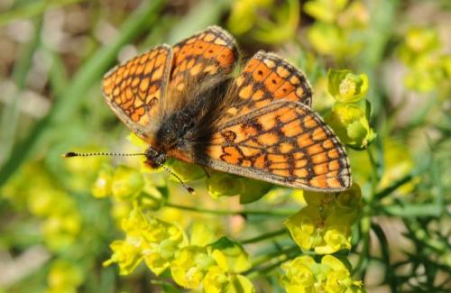 Euphydryas aurinia