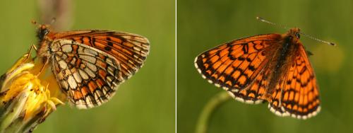 Réf. 85 485 : Melitaea parthenoides