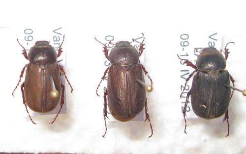 Sophrops sp.