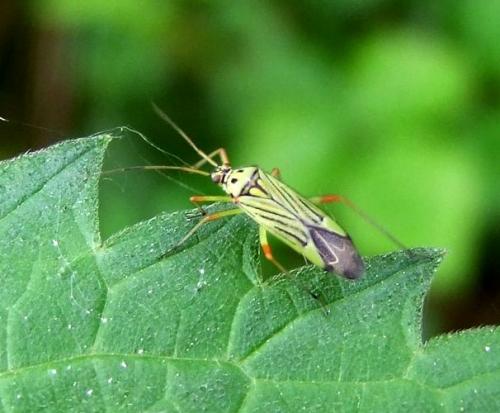 Réf. 85 711 : Mermitelocerus schmidtii