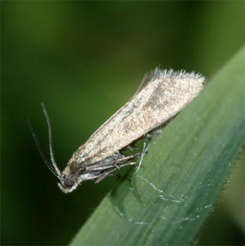 Réf. 85 144 : Glyphipterix fuscoviridella