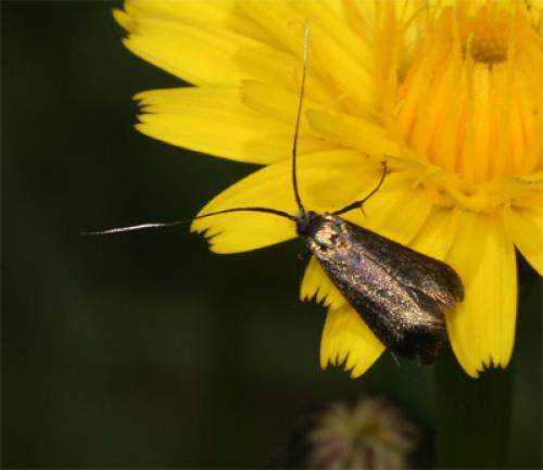 Réf. 85 145 : Adela reaumurella