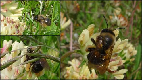 Réf. 85 198 : Eucera nigrilabris