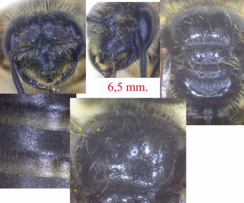 Panurgus corsicus