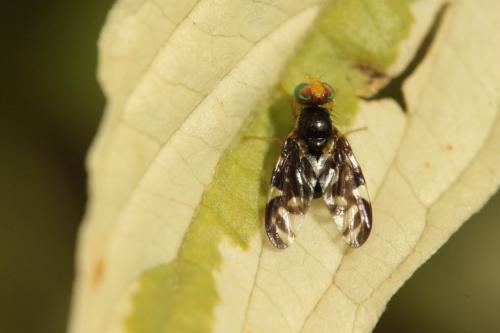 Euleia heraclei