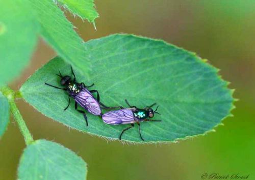 Actina chalybea