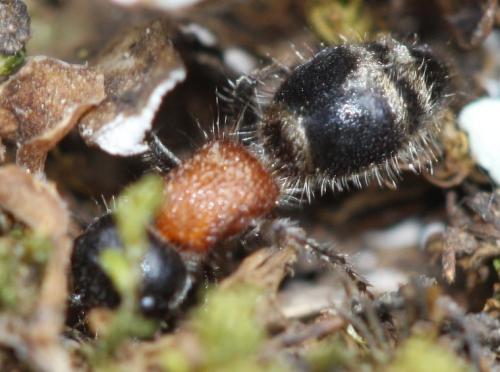 Myrmilla sp.