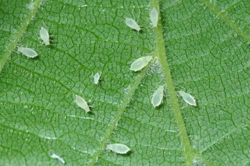 Réf. 85 276 : Myzocallis coryli