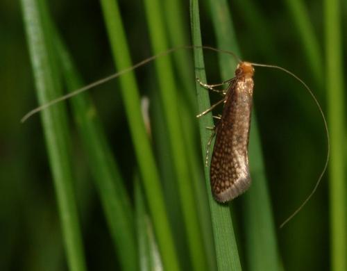 Nematopogon sp.