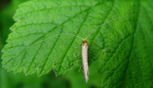 Nematopogon adansoniella