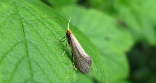 Réf. 85 980 : Nematopogon adansoniella