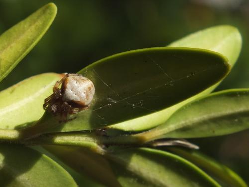 Araneus sp.