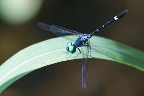Réf. 85 383 : Nephepeltia phryne