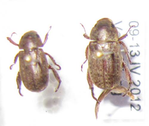Réf. 85 126 : Adoretus sp.