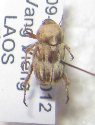 Dichelomorpha sp.