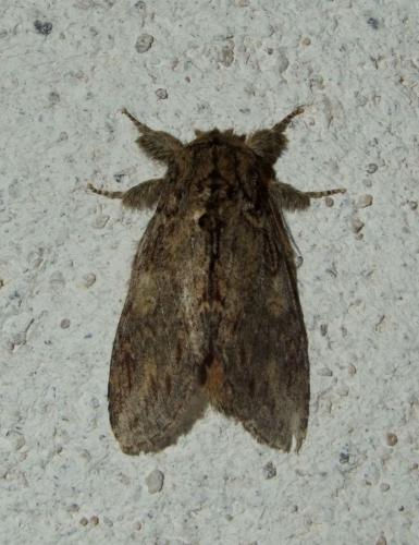 Peridea anceps